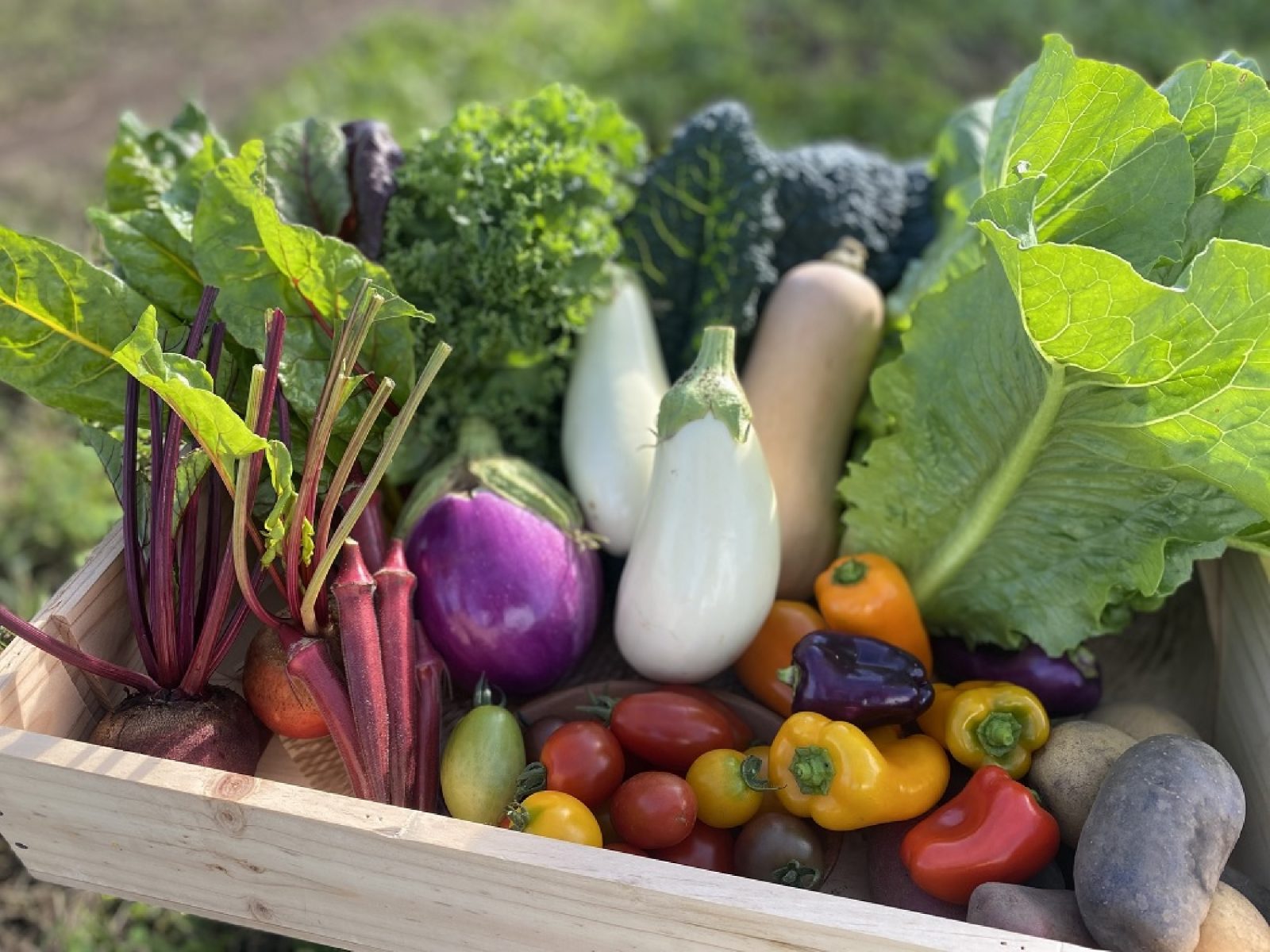 八ヶ岳 純ちゃんファーム」で新鮮野菜の収穫体験！ – 8guide（ハチガイド）