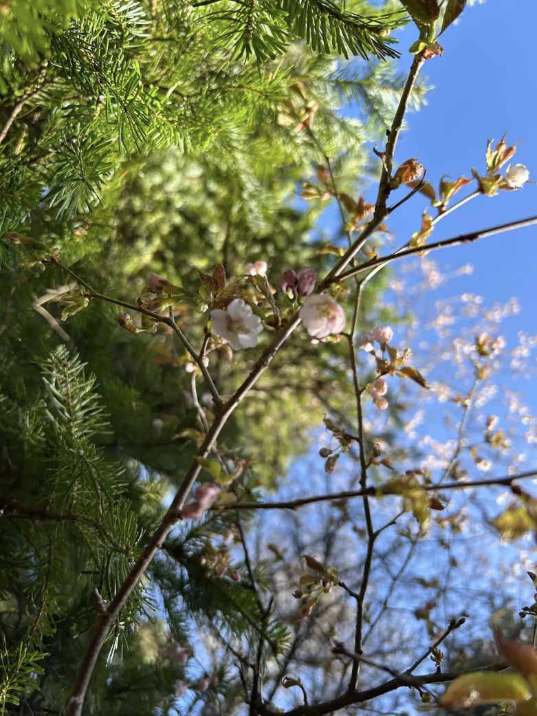 下見ルート沿いで見られた春の花