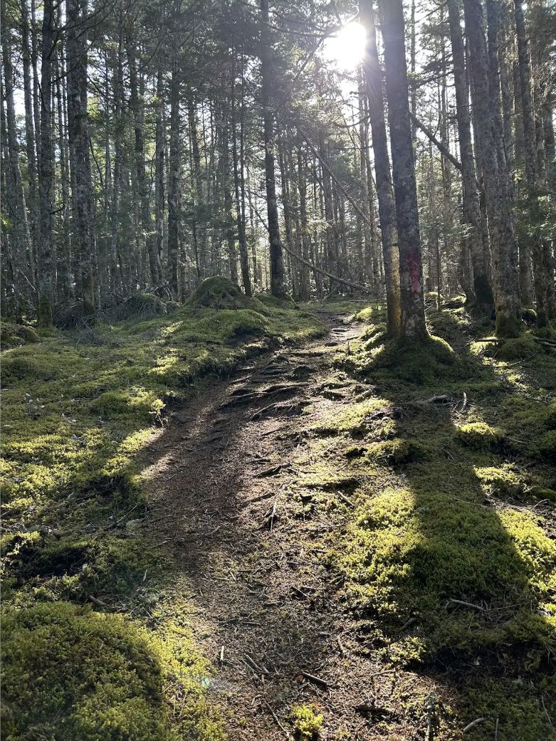 舟山十字路から御小屋山へ向かう森の登山道
