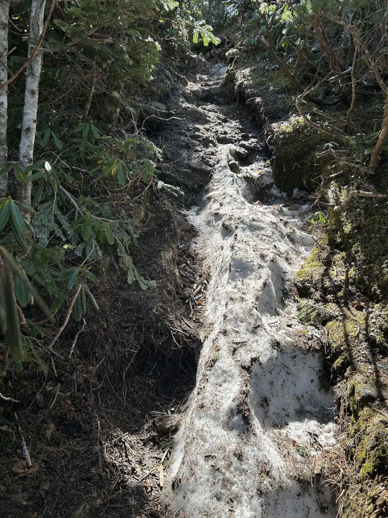 阿弥陀岳へ向かう岩混じりの登山道
